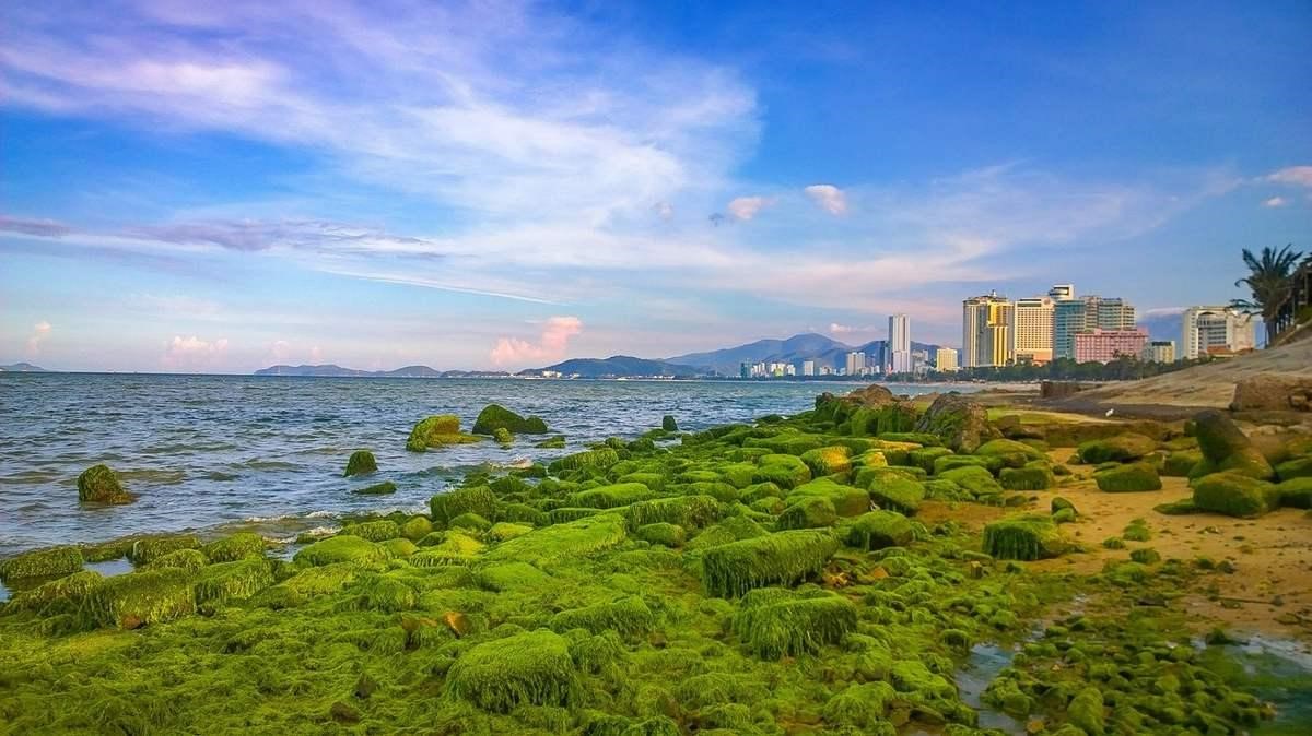 Chiêm ngưỡng Bãi đá rêu xanh Nha Trang làm say đắm lòng người - Ốc Phủi ...